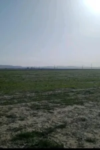 Vente Terrain Guelma Tamlouka