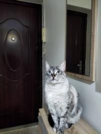 قطة-donne-chat-siamois-croise-عين-بنيان-الجزائر
