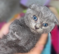 chat-scottish-fold-draria-alger-algerie