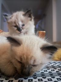 قطة-chaton-croise-ragdol-أولاد-يعيش-البليدة-الجزائر