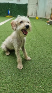 كلب-caniche-bichon-francais-دار-البيضاء-الجزائر