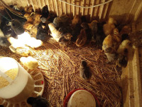 animaux-de-ferme-poussins-a-vendre-timizart-tizi-ouzou-algerie