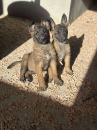 chien-malinois-charbonnier-3-mois-saoula-alger-algerie