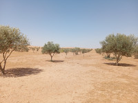 terrain-agricole-vente-djelfa-birine-algerie