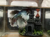 betta splendens combattant