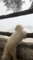 autres-caniche-bichon-age-9-mois-birtouta-alger-algerie