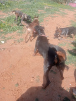 chien-doberman-baba-hassen-alger-algerie