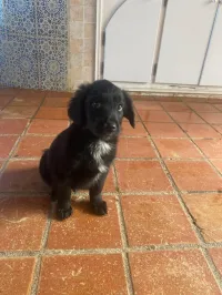 Golden retriever noir Poole long 