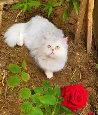 Femelle persan
