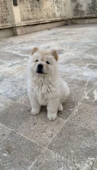 chow chow
