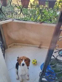 Chiot femelle Beagle
