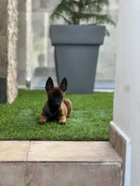 chien femme malinoi