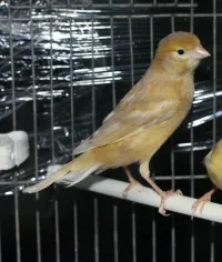 Canari jaspe 