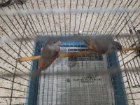  tarin Venezuela mutation
