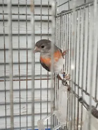  tarin Venezuela mutation 