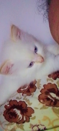 قط من نوع Ragdoll persan 