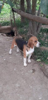 chien-de-chasse-beagle-alger-centre-algerie