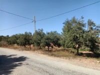 أرض-فلاحية-بيع-تلمسان-السواحلية-الجزائر