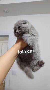 Scottish fold