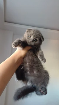 Scottish fold