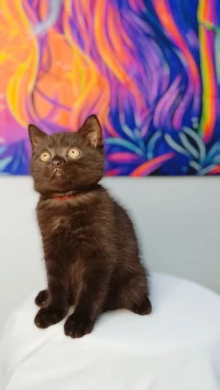 British short hair choco