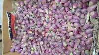 fruits-legumes-التين-الشوكي-الاحمر-les-eucalyptus-alger-algerie