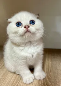 Chat scottish fold et scottish strait 