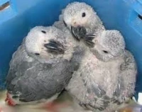 Bébés Gris du Gabon