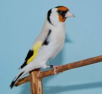 Chardonneret mutation eumo Mâle 2022