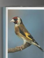 oiseau-chardonneret-parva-femelle-bague-2021-oued-koriche-alger-algerie