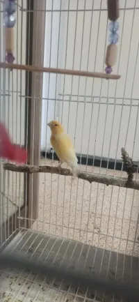Canari mal 