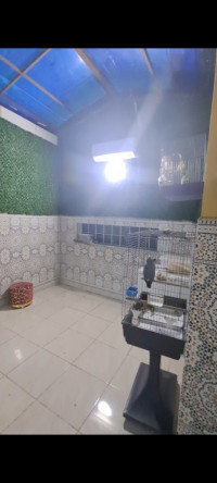 appartement-vente-f4-sidi-bel-abbes-algerie