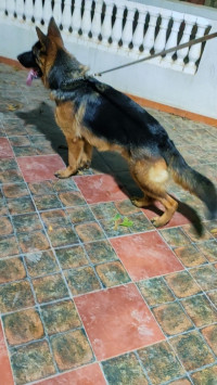 chien-berger-allemand-pedigre-chlef-algerie