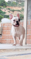 chien-bulldog-francais-cherchell-tipaza-algerie