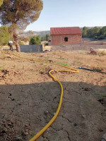 terrain-agricole-vente-medea-zoubiria-algerie