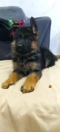 Berger Allemand 