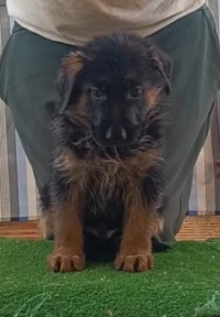 Berger Allemand 