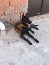 Malinois charbonée