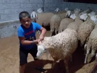 كباش الأعراس و المناسبات 