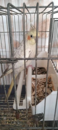 Oiseaux calopsitte 