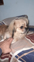 chien-pekinois-chiouaoua-alger-centre-algerie