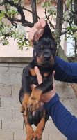 كلب-chiots-dobermanns-disponible-top-qualite-الأبيار-الجزائر