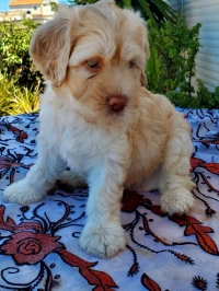 Vend chiot caniche 