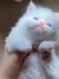 Chaton persan pure race