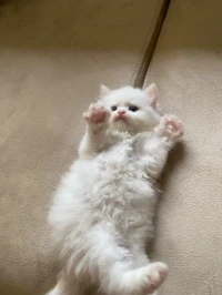 Chaton persan chirazi