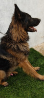 chien-berger-allemand-ain-defla-algerie