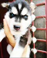 chien-husky-male-40-jour-oran-algerie