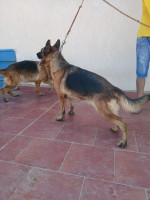 chien-femelle-berger-allemand-pedigree-khraissia-alger-algerie