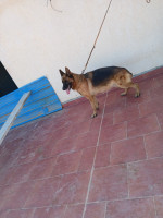 chien-femelle-berger-allemand-pedigree-khraissia-alger-algerie