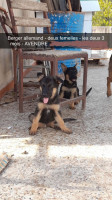 chien-berger-allemand-tizi-ouzou-algerie